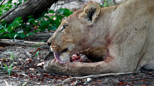 istock Pride of lions on a kill in the Okavango delta 2233369191