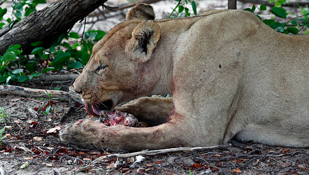 istock Pride of lions on a kill in the Okavango delta 2233369192