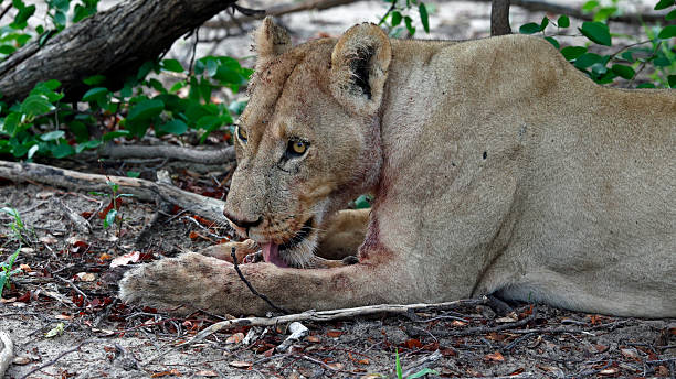 istock Pride of lions on a kill in the Okavango delta 2233369221