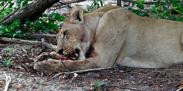 istock Pride of lions on a kill in the Okavango delta 2233369232