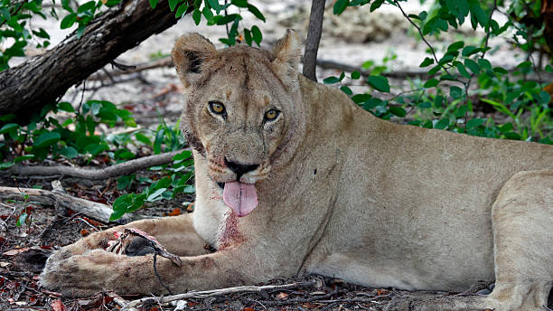 istock Pride of lions on a kill in the Okavango delta 2233369765