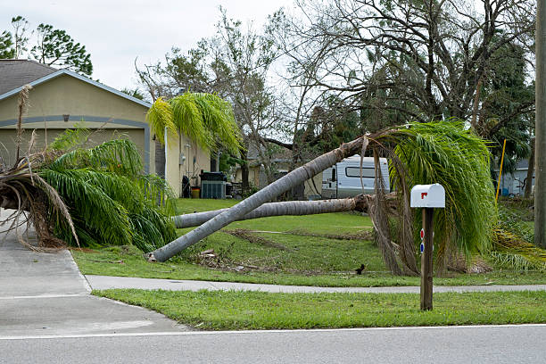 istock Hurricane damage to palm tree on Florida house backyard. Fallen down tree after tropical storm winds. Consequences of natural disaster 2233370357
