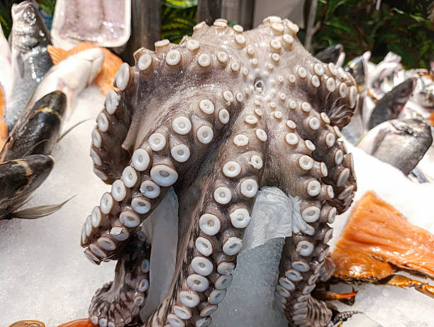 Fresh octopuses lying on ice counter at seafood market