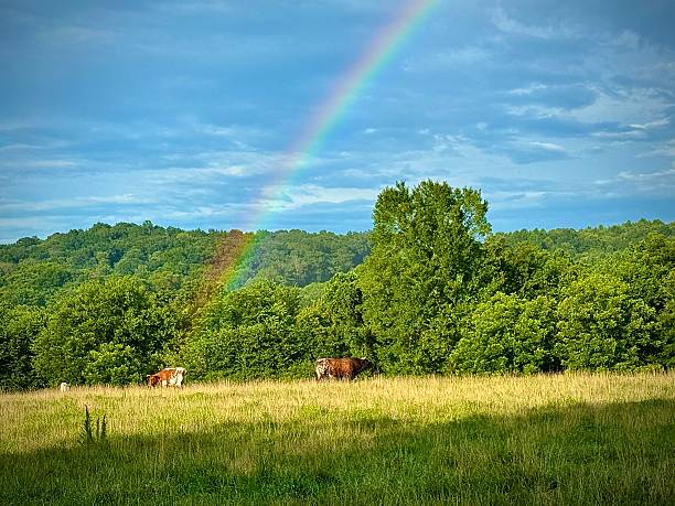 istock A rainbow rising from a cow in a field. Optical Illusion 2233370728