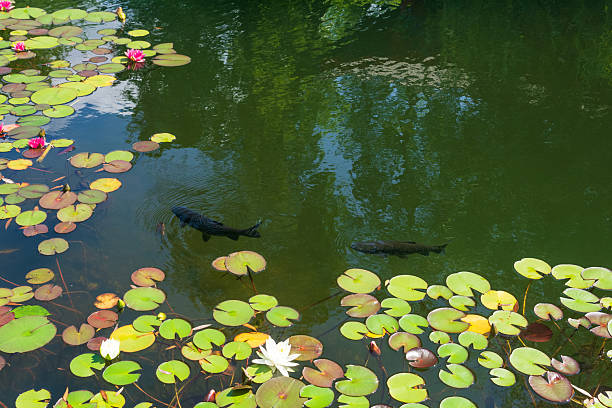 water lily and fish in a pond in a park in summer