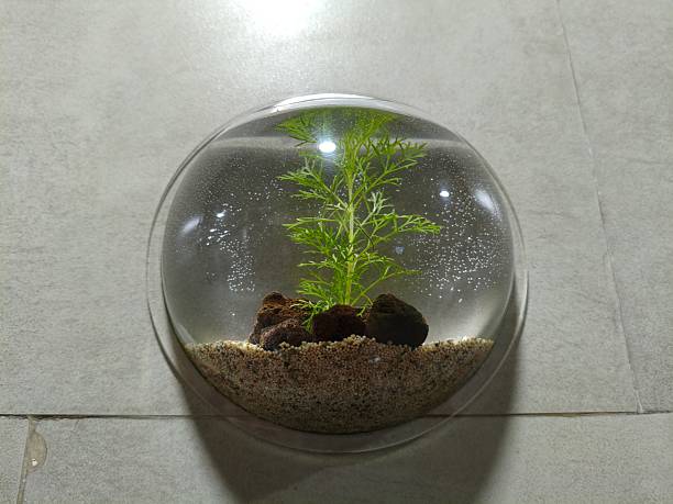 round shape Small Aquarium with Plant and Rocks