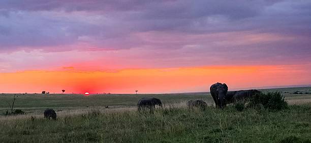 istock Elephants grazing in the Maasai Mara at sunset, Kenya 2233373543