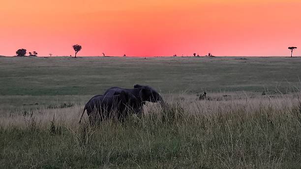 istock Elephants grazing in the Maasai Mara at sunset 2233373551