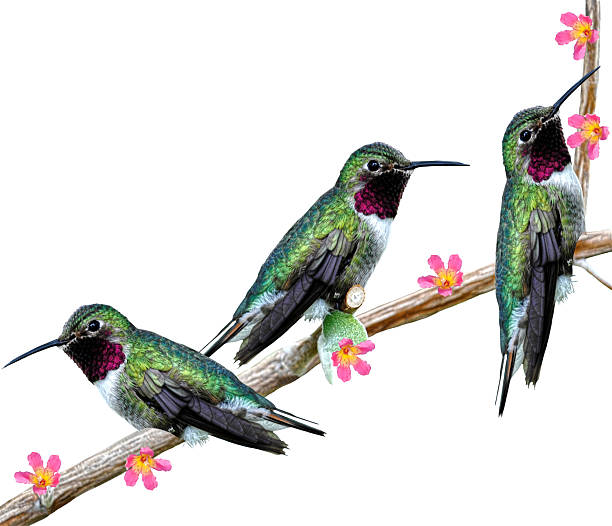 Three Hummingbirds perching on a branch Floss Silt tree