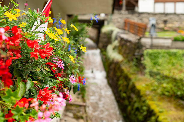 Rainy Summer Lauterbrunnen with Bright Flowers