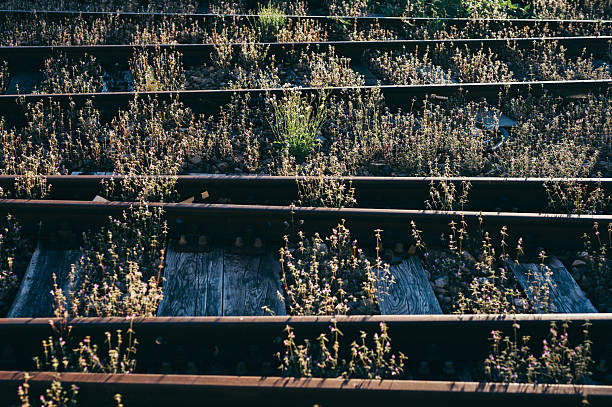 Abandoned railway disappearing into overgrown wilderness
