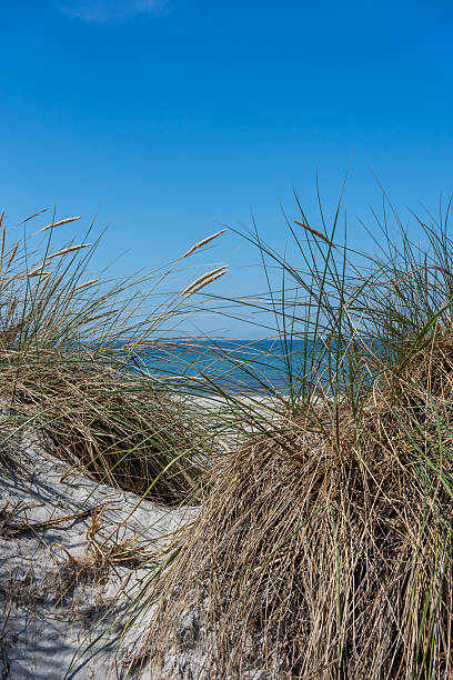 istock The Baltic Sea behind a grass-covered dune 2233379839
