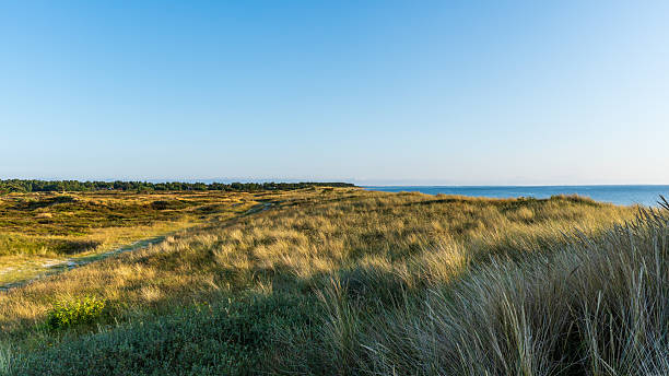 istock View of the dune heath on Hiddensee 2233380823