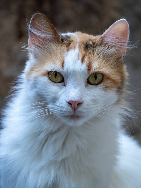 istock White and brown cat portrait 2233383074