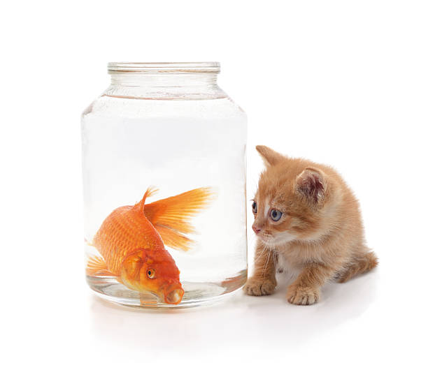 Oranda goldfish isolated on white background close up