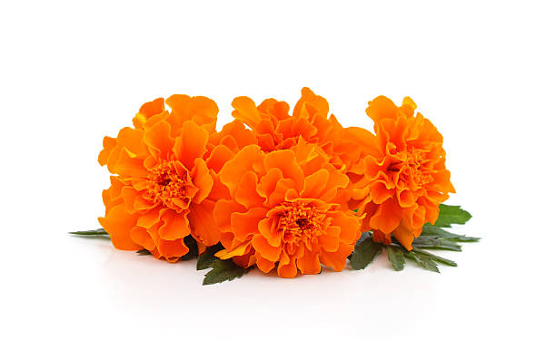istock Bouquet of marigolds. 2233385655