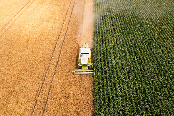 istock Combine harvester in a wheat field 2233386028