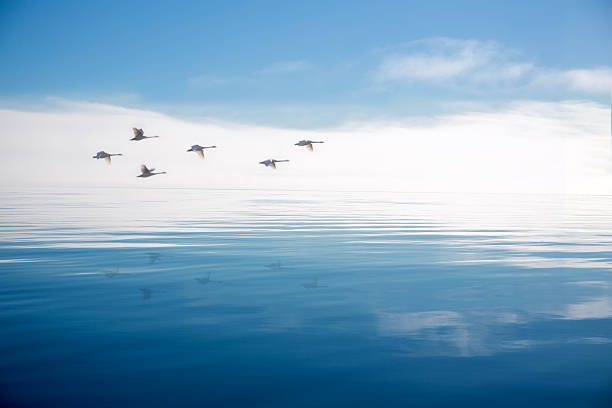 Canada British Columbia vancouver island trumpeter swans in flight over salish sea,