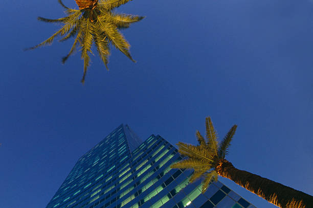 USA California, Los Angeles, downtown area, office towers and palm trees