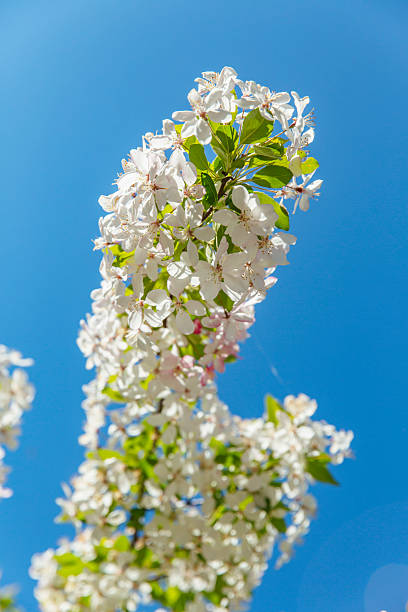 istock White to pale pink flowering branches spring delicate petals blue sky natural light 2233390350