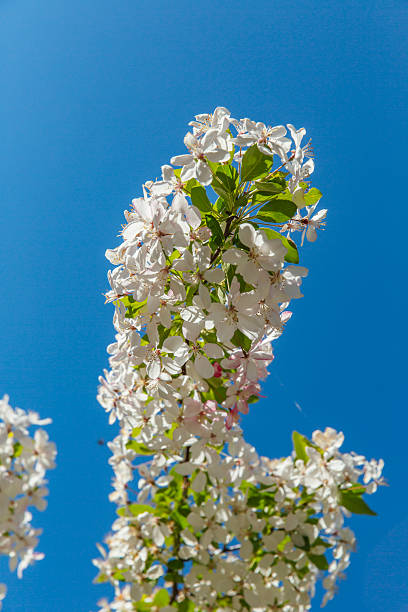 istock Apple or pear blossoms blooming upright branches blue sky spring florals Dandenong Garden 2233390382