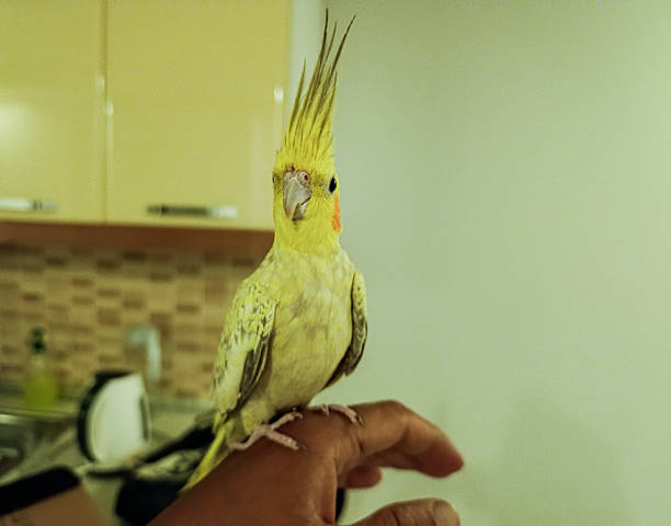 istock A parrakeet bird sitting on hand 2233390715