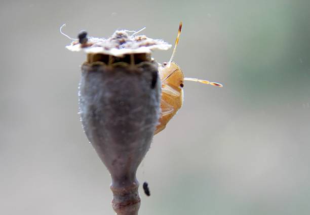 a small brown beetle on a poppy plant