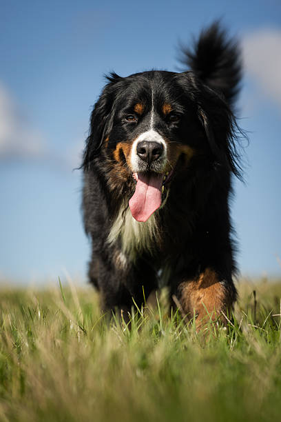istock Bernese mountain dog is standing on grass area. 2233393405