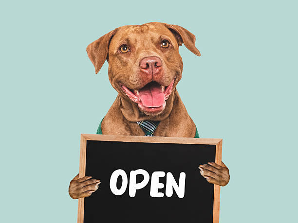 istock Cute dog and signboard with inscription OPEN 2233394588