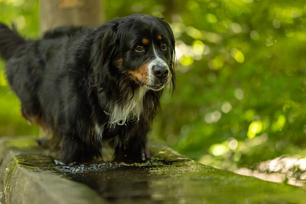 Beautiful domestic dog is resting in forest with blurry green nature background.Black Forest -Germany.