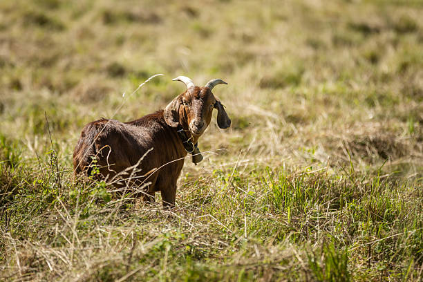 Goat is eating grass on meadow in wilderness area.Sölden - Germany