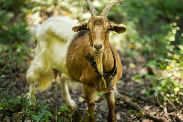 Goat is eating grass on meadow in wilderness area.Sölden - Germany