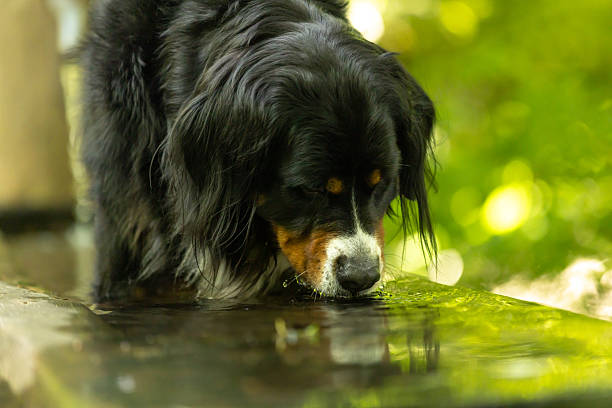 Bernese mountain dog is drinking water in forest.