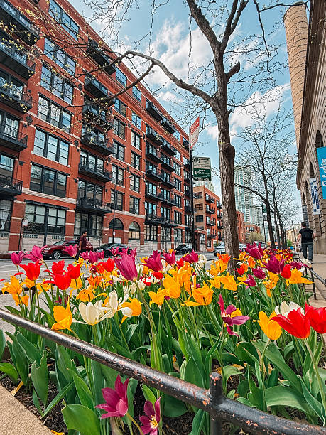 istock Low Angle view of Springtime Tulips in Chicago, IL 2233395366