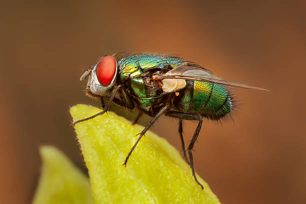 istock Side view closeup on a green bottle fly perched on a leaf on a summer day with orange blurred background 2233395569