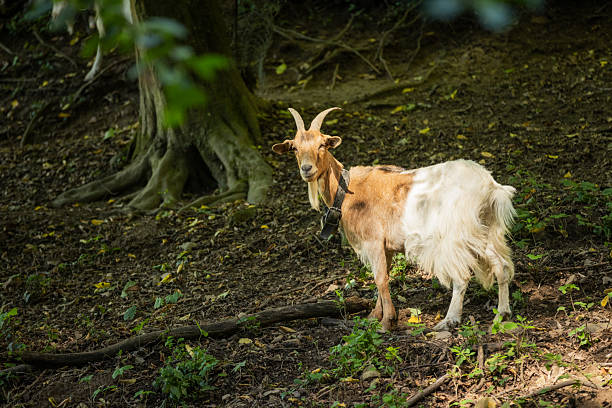 Goat is eating grass on meadow in wilderness area.Sölden - Germany