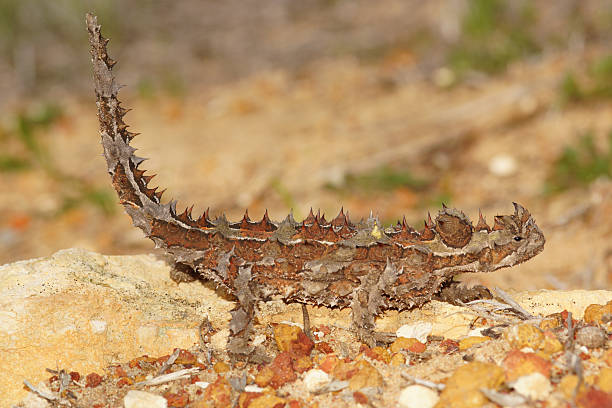 istock Thorny devil, Moloch horridus, ant-eating lizard in Western Australia, lateral view 2233399406
