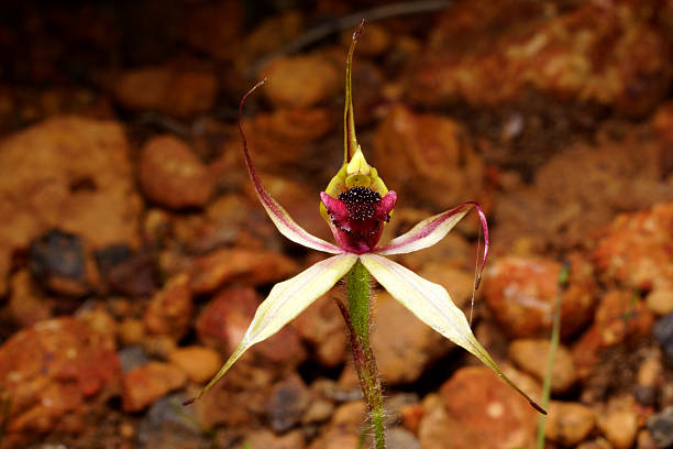 The pale greenish-yellow and red orchid flower is showing a cluster of deep purplish calli in the centre of the labellum.