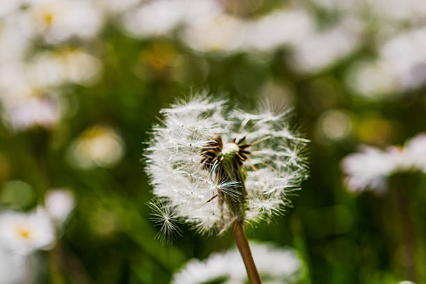 istock Spring and summer nature scene with blooming taraxacum, commonly known as dandelion 2233400249