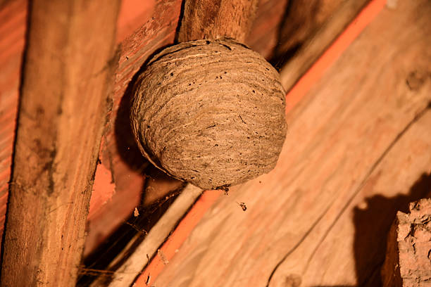 istock an abandoned hornet´s nest in an attic 2233402281