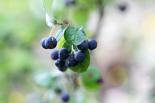 istock Berries and foliage of a Cotoneaster laxiflorus 2233403719