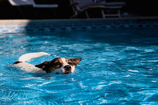 istock Dog swimming in pool 2233404127