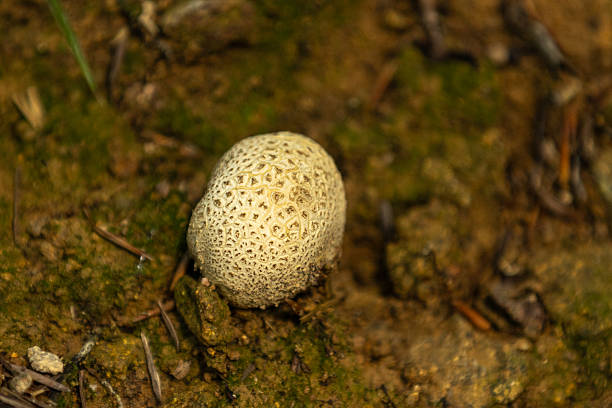 Wild mushrooms on forest ground in nature.Black Forest - Germany.