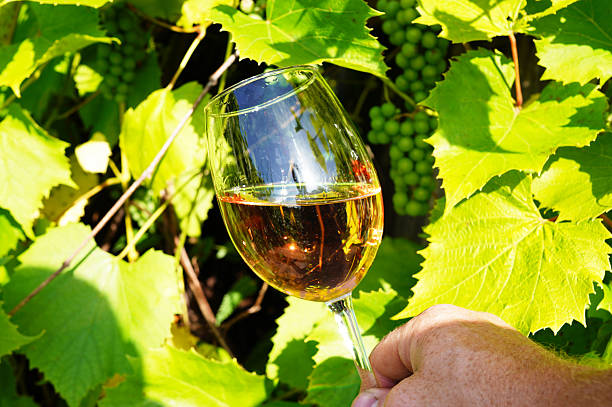 istock Wineglass with white wine on Green grape leaves in vineyard. 2233405508