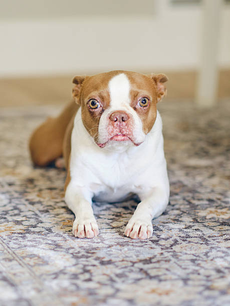 Boston Terrier puppy curled up on a carpet looking away from the camera.