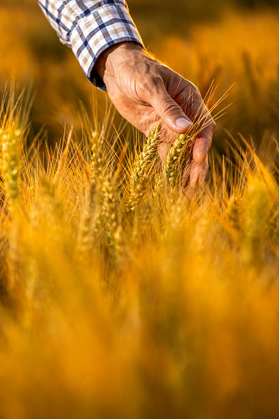 istock Hand touching wheat in golden field at sunset 2233408291