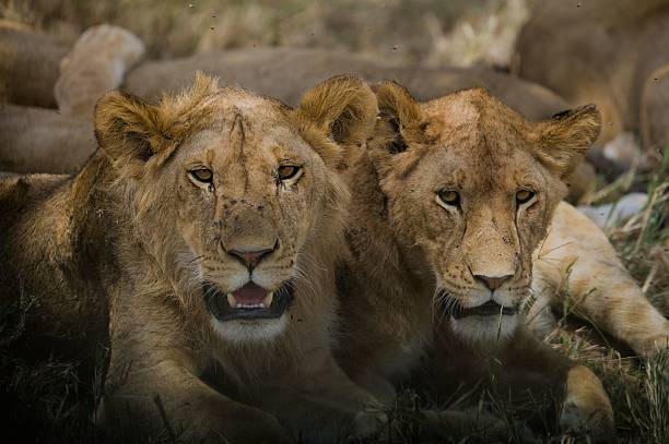 istock Lions Resting in Natural Habitat 2233410026