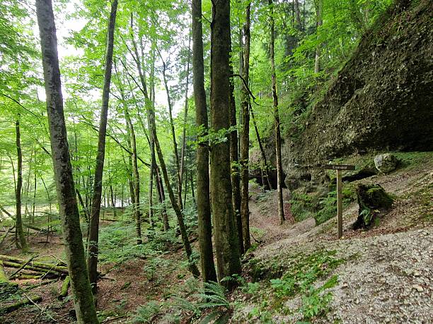 istock in forest near Ruhpolding 2233411177