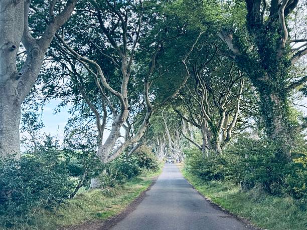 istock The Dark Hedges Northern Ireland 2233411390