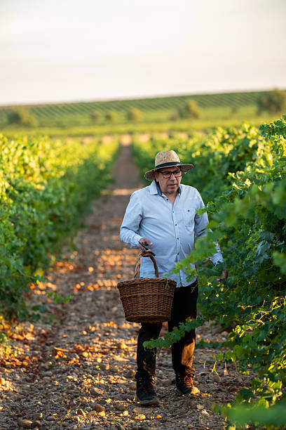 istock Farmer inspecting a vineyard with green grapes ready to be harvested, 2233412909